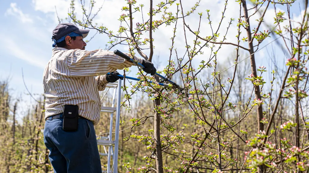 Obstbaum wird von der Leiter aus mit der Astschere geschnitten