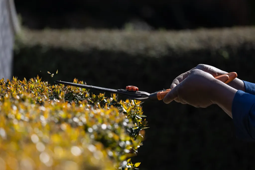 Hecke wird mit der Heckenschere in Form geschnitten