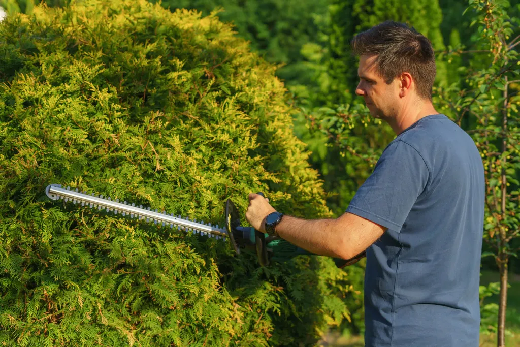 Hecke wird mit einer Motor-Heckenschere geschnitten