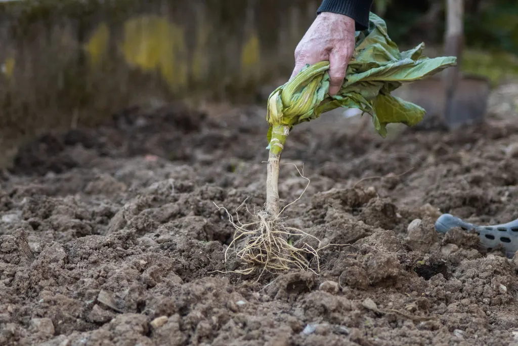 Unkraut wird mit der Wurzel aus einem Beet gezogen